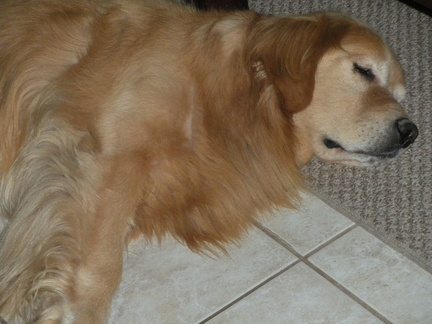 Koda sleeping the day away - much cooler inside!