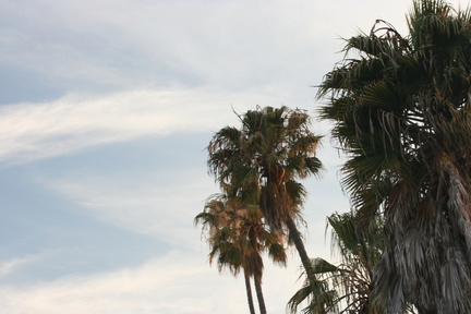 Scenic palm trees