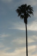 Scenic Palm Trees