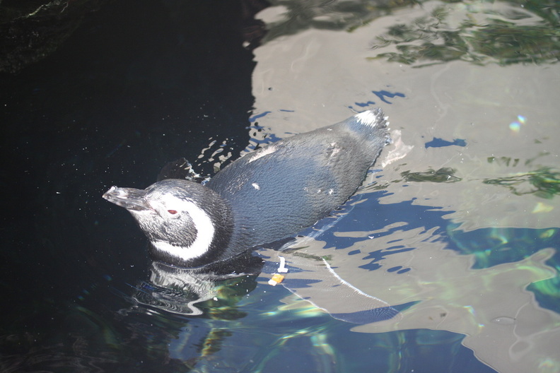 90+ deg outside, so gotta take a swim