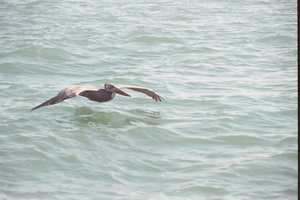 Whale Watching