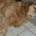 Koda sleeping the day away - much cooler inside!