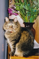 Miscellaneous Cat Photos
